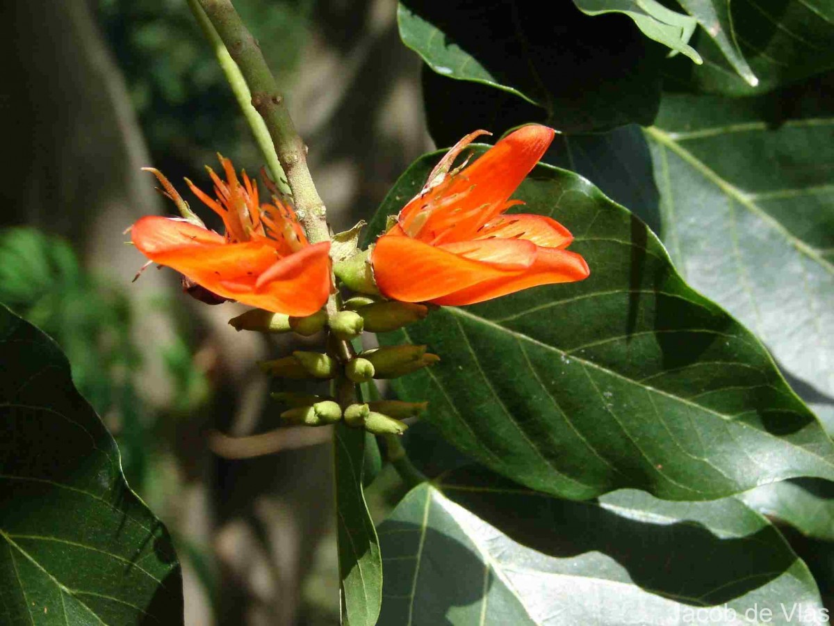 Erythrina subumbrans (Hassk.) Merr.